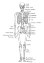 Anatomy - introduction