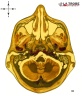 Anatomy - trunk viscera