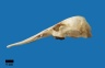 Australian Zooarchaeology