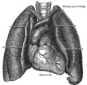 Anatomy - tissues and organs