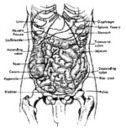 Anatomy - trunk viscera
