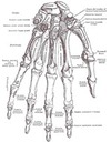 Anatomy - limbs