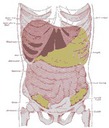 Anatomy - trunk body wall